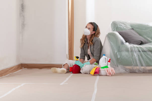 Reliable Black Mold Remediation contractor in Coalport, PA by Mold Remediation HQ