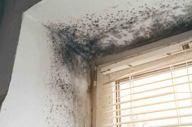 Affordable Black Mold Remediation solutions in Coalport, PA